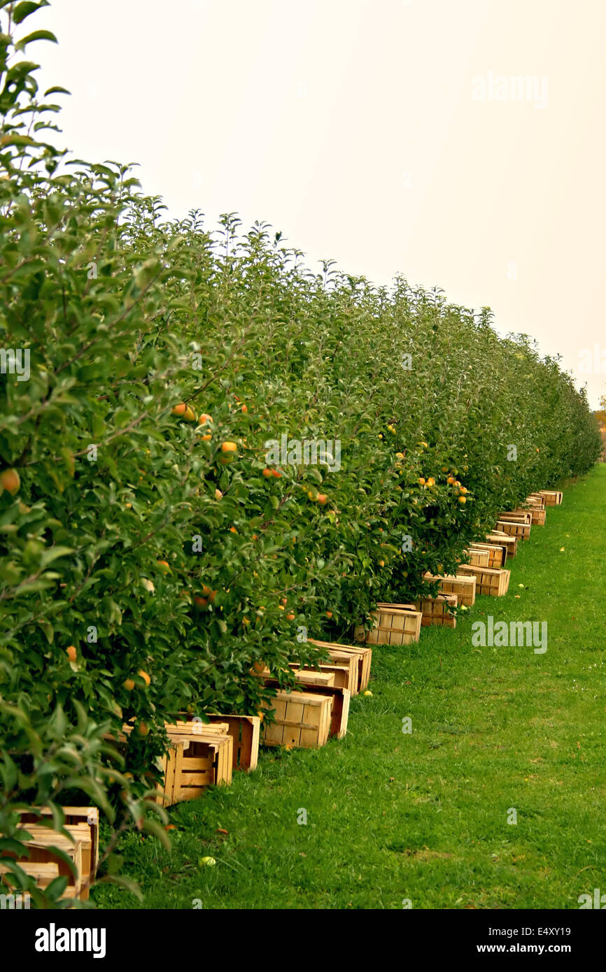 huerto de manzanos Foto de stock