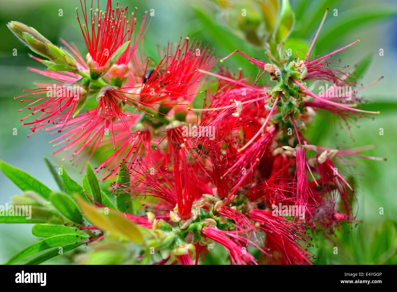 Rojo con flores exóticas en el jardín Foto de stock