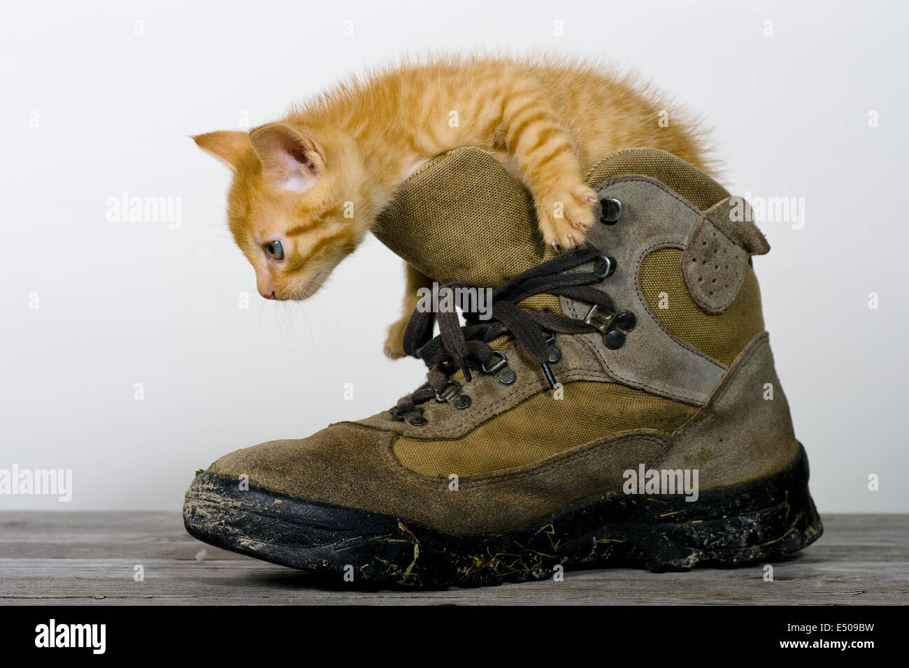 gato en un zapato Fotografía de stock - Alamy