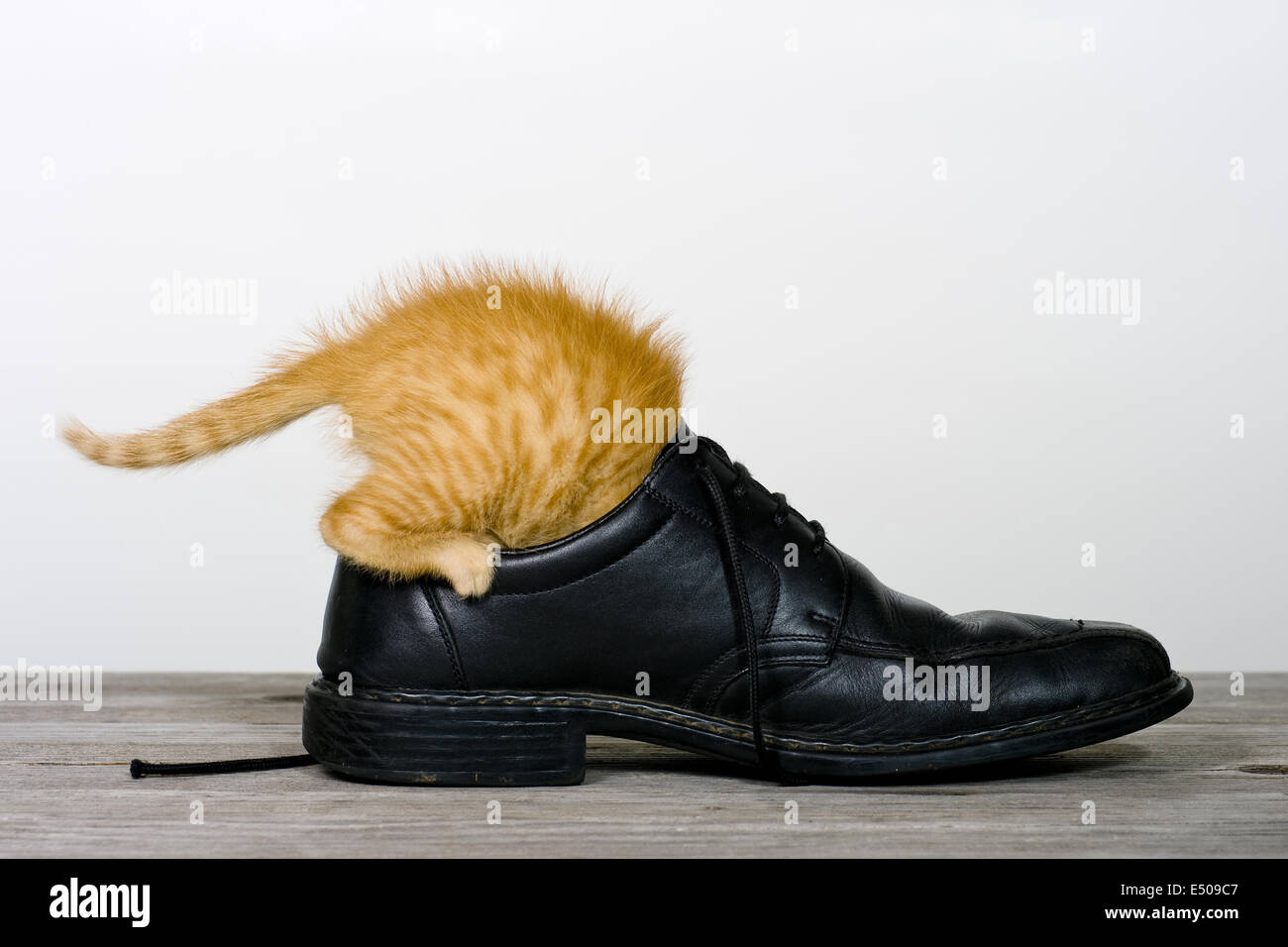 gato en un zapato Fotografía de stock - Alamy