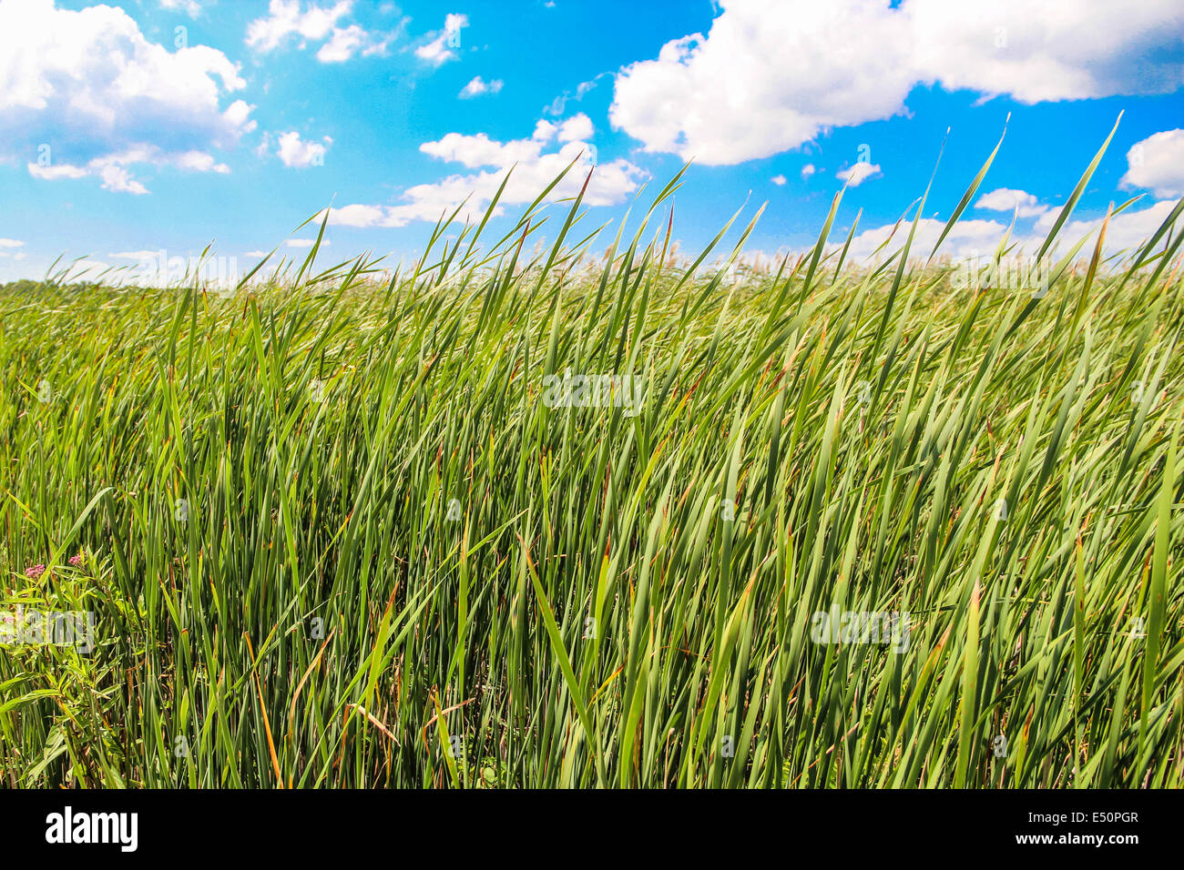 Campo de hierba durante el día de verano Foto de stock