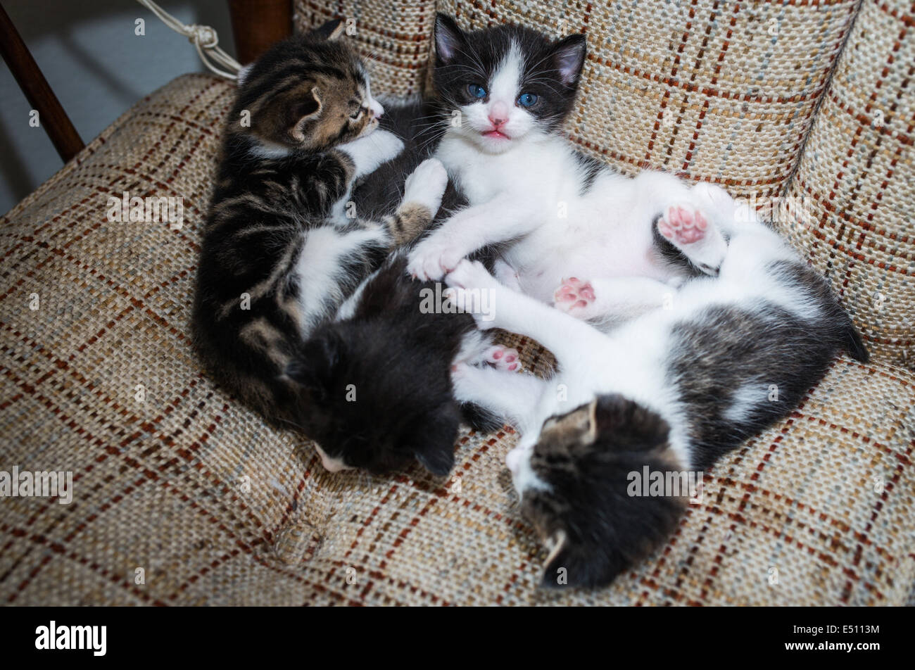 Muchos gatos relajándose en el sofá Foto de stock