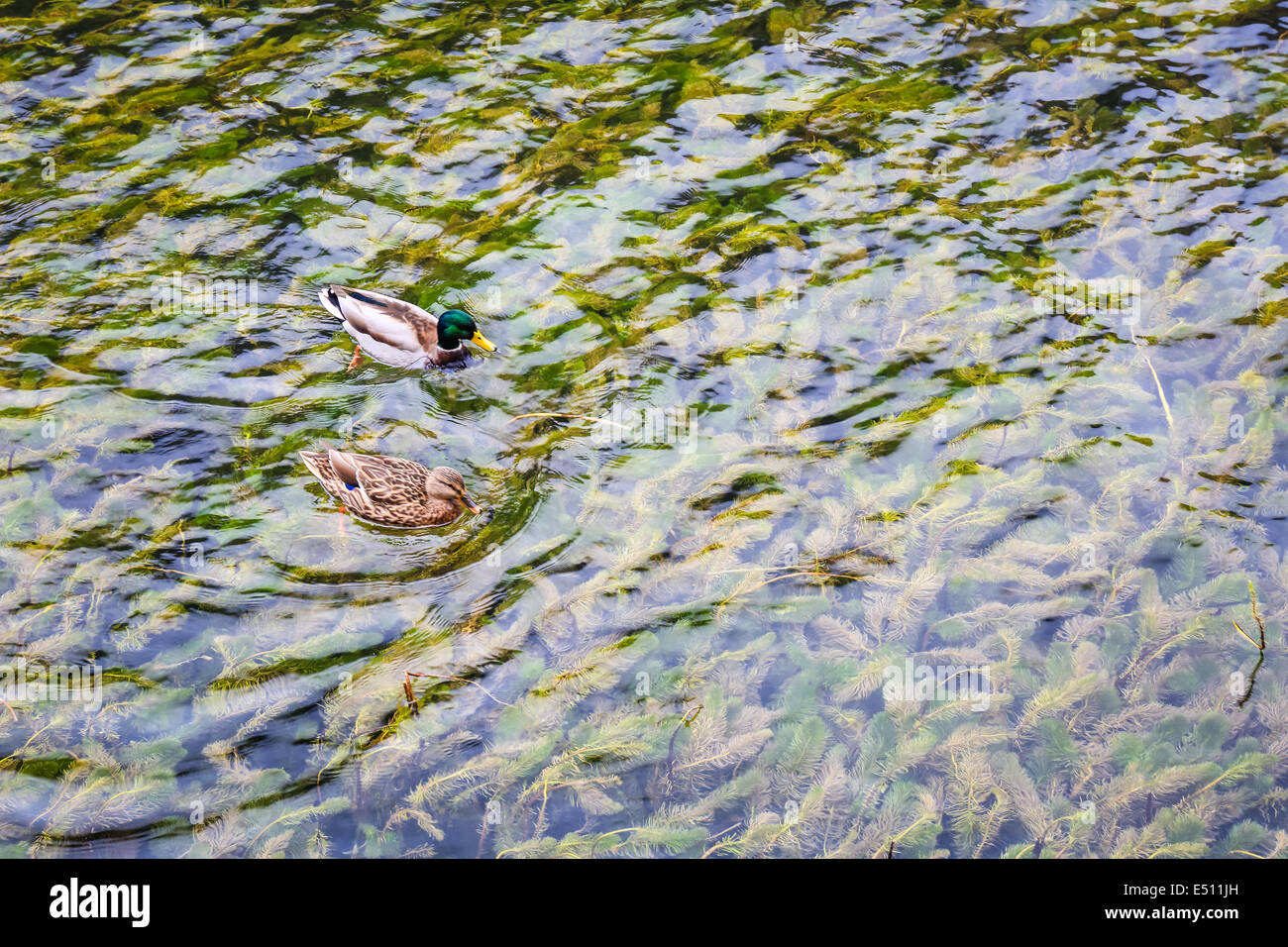 Dos patos en el lago de aguas cristalinas Foto de stock