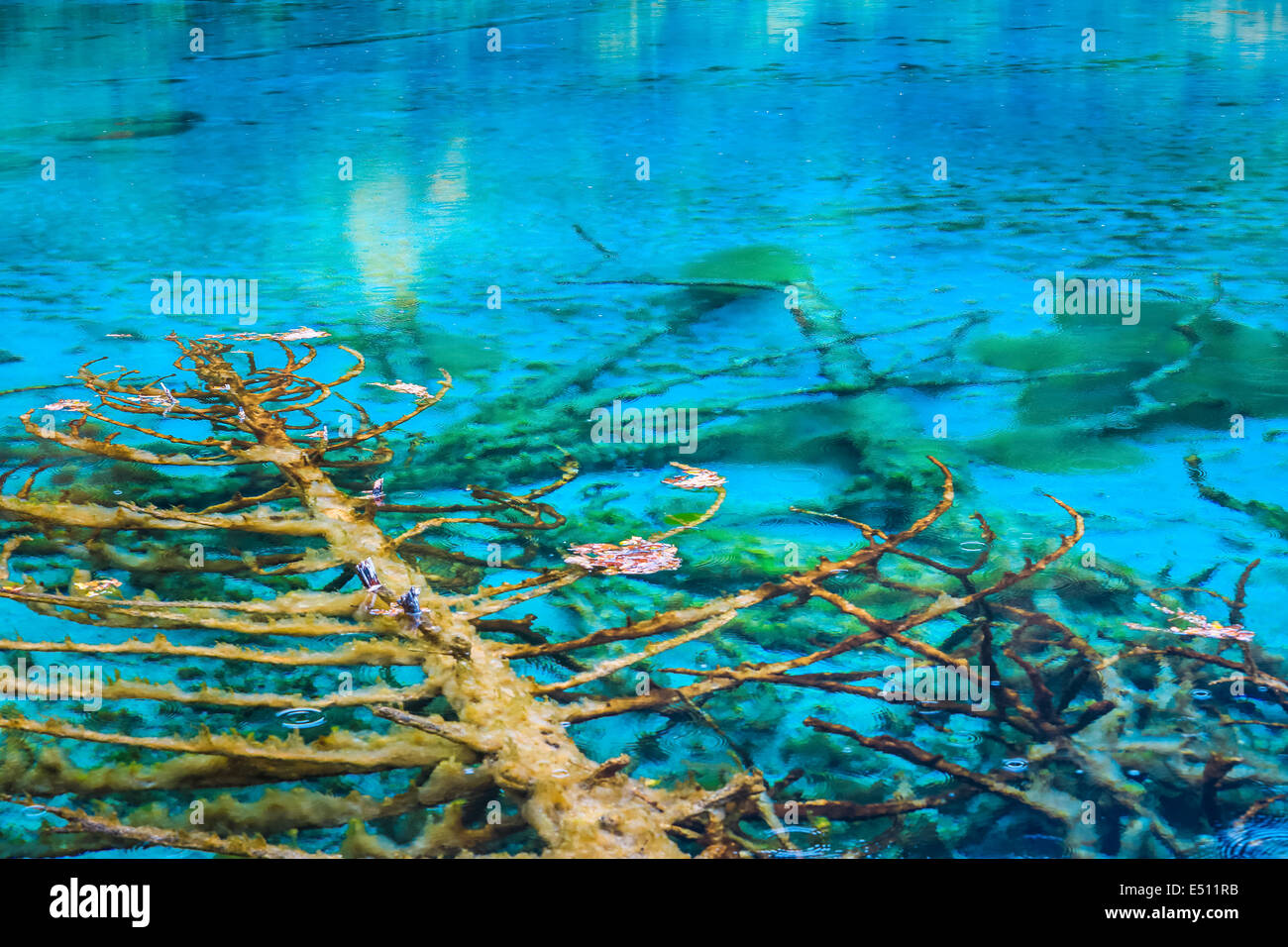 Un lago de aguas cristalinas en jiuzhaigou Foto de stock