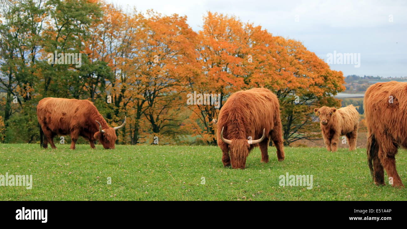 Manada de highland vacas por día de otoño Foto de stock