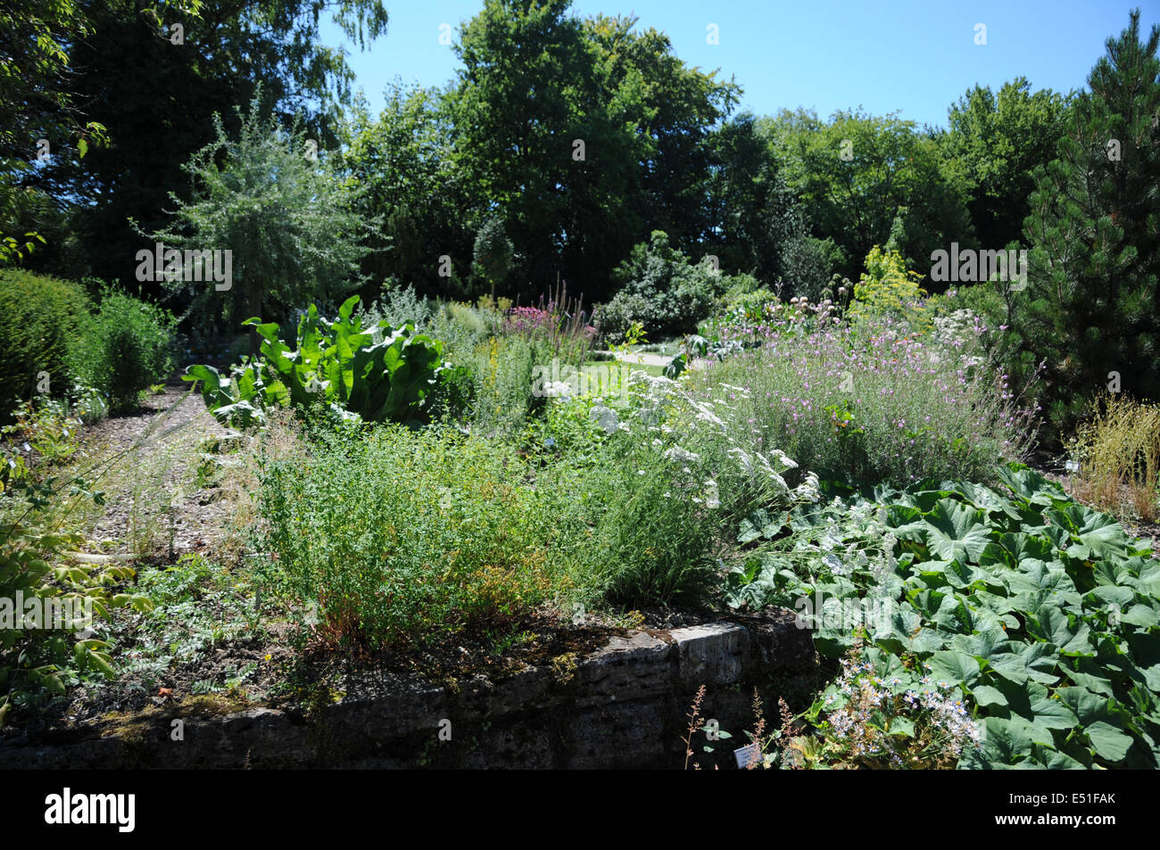 Jardín con plantas medicinales Foto de stock