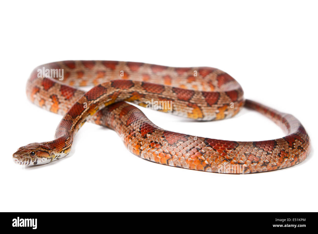 Serpiente sobre un fondo blanco. Foto de stock