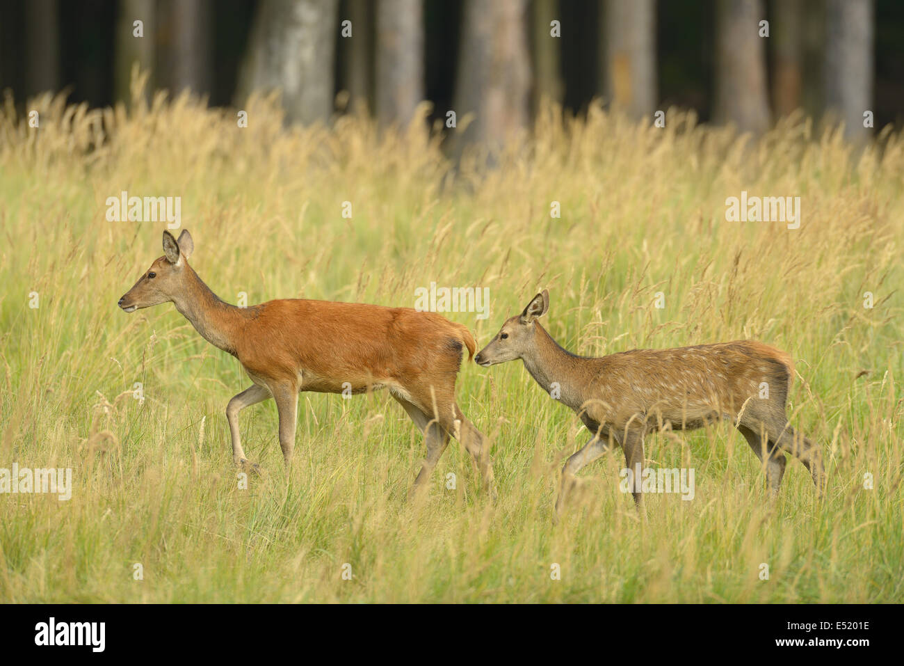 Ciervos, hembras, Alemania Foto de stock