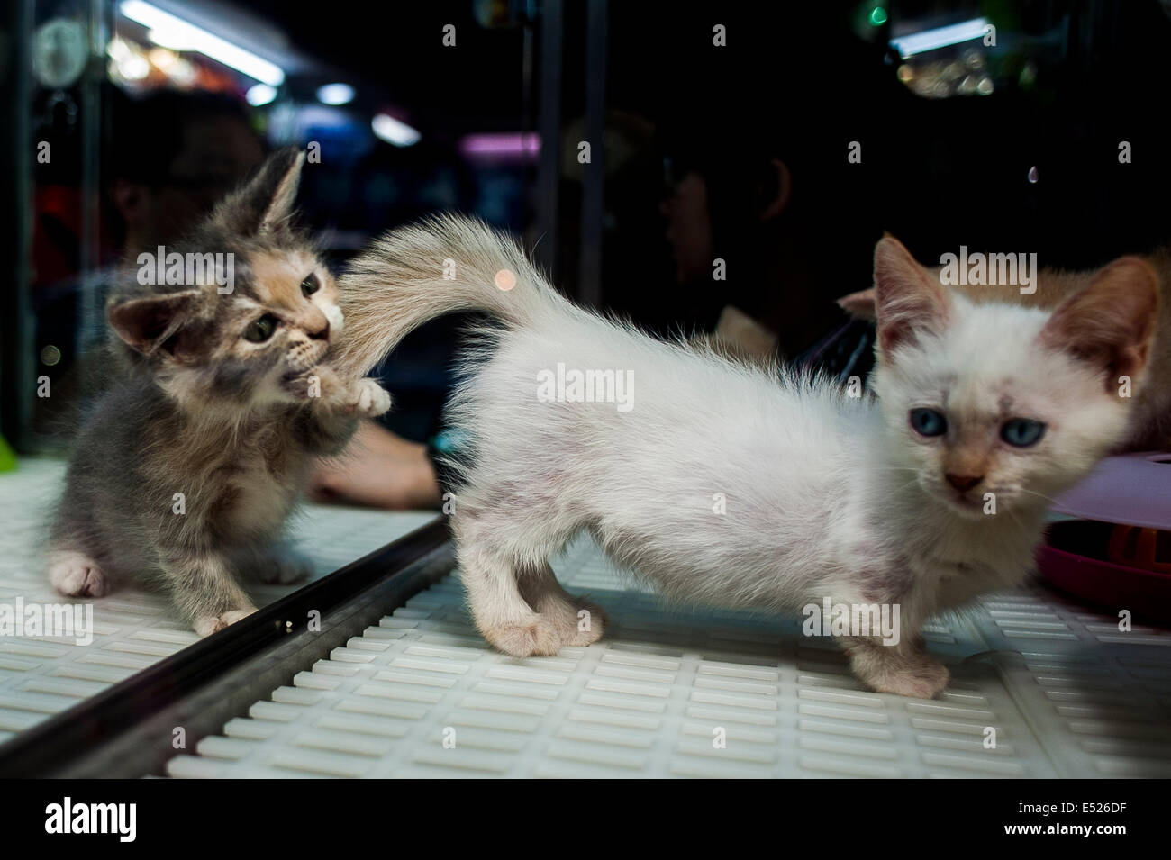 Gatos jugar en una casa de mascotas en barrio de Mongkok, en Hong Kong Foto de stock