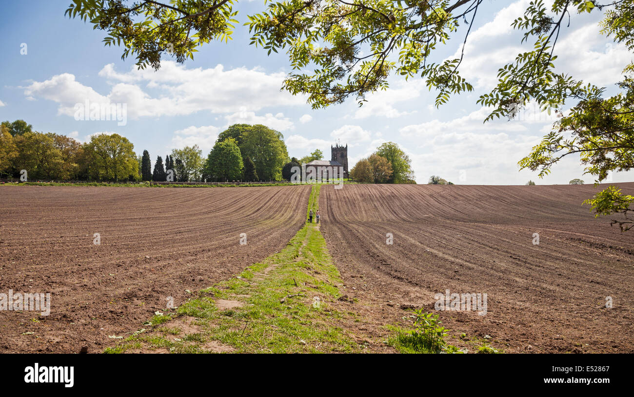 Mirando a través de los surcos del campo y un sendero con 2 personas, despertando en él hacia la Iglesia de Todos Los Santos, la Iglesia Lawton Cheshire Foto de stock