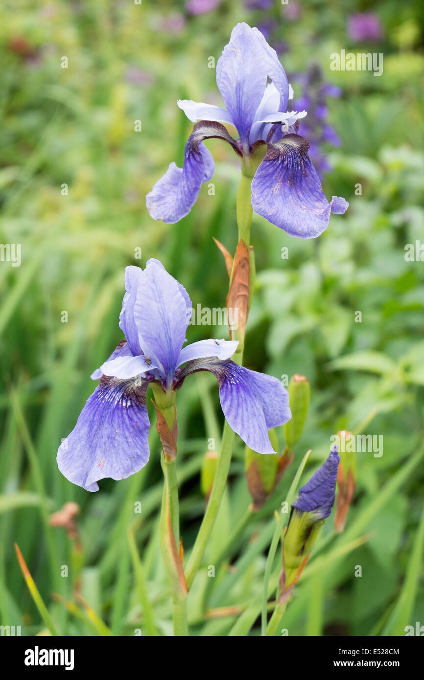 Blue Iris reticulata, en Northamptonshire, Inglaterra, Reino Unido. Foto de stock