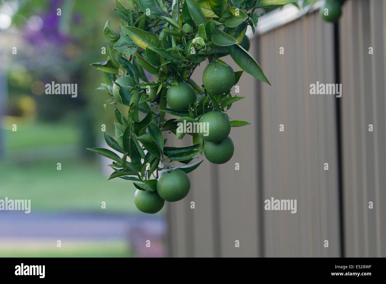 Naranjas verdes fotografías e imágenes de alta resolución - Alamy