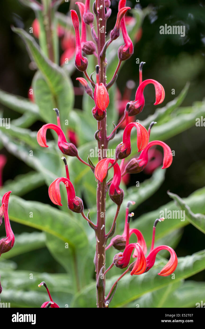 Las flores rojas del montante creciente Lobelia tupa Foto de stock