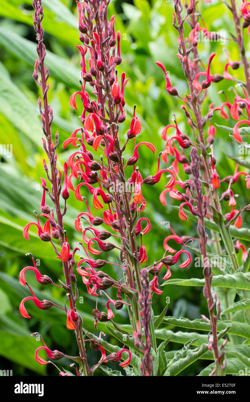 Las flores rojas del montante creciente Lobelia tupa Foto de stock