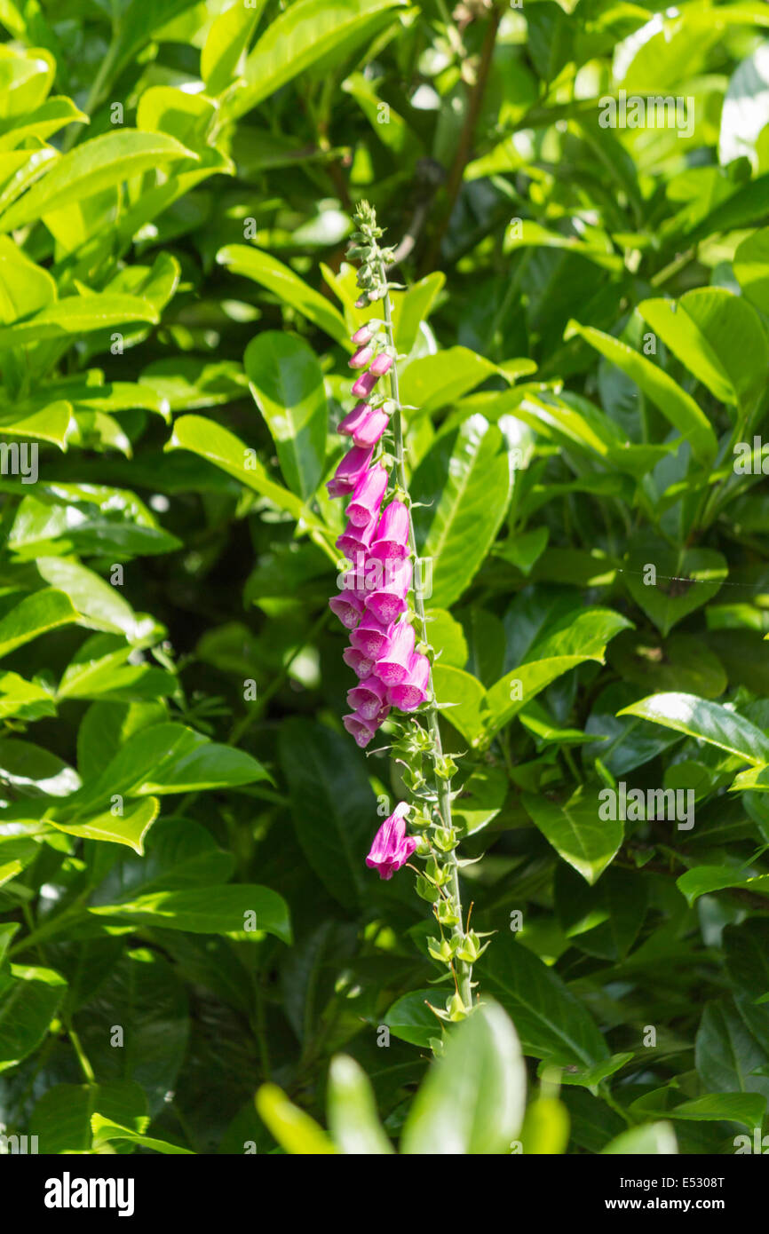 Arbustos Morados Fotos e Imágenes de stock - Alamy
