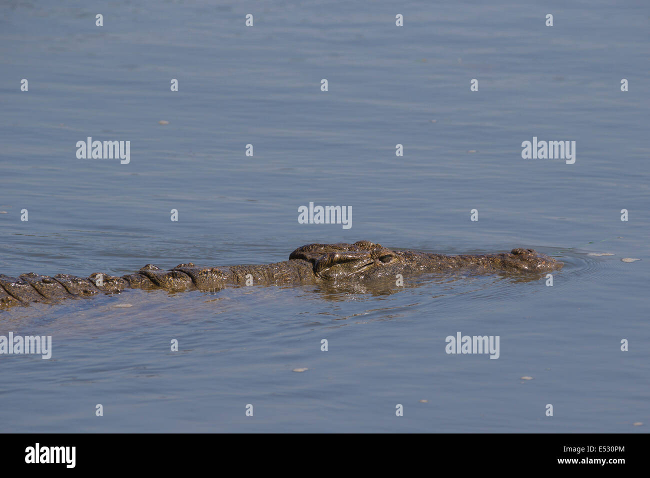 Cerca de nadar el cocodrilo del Nilo (Crocodylus niloticus) Foto de stock