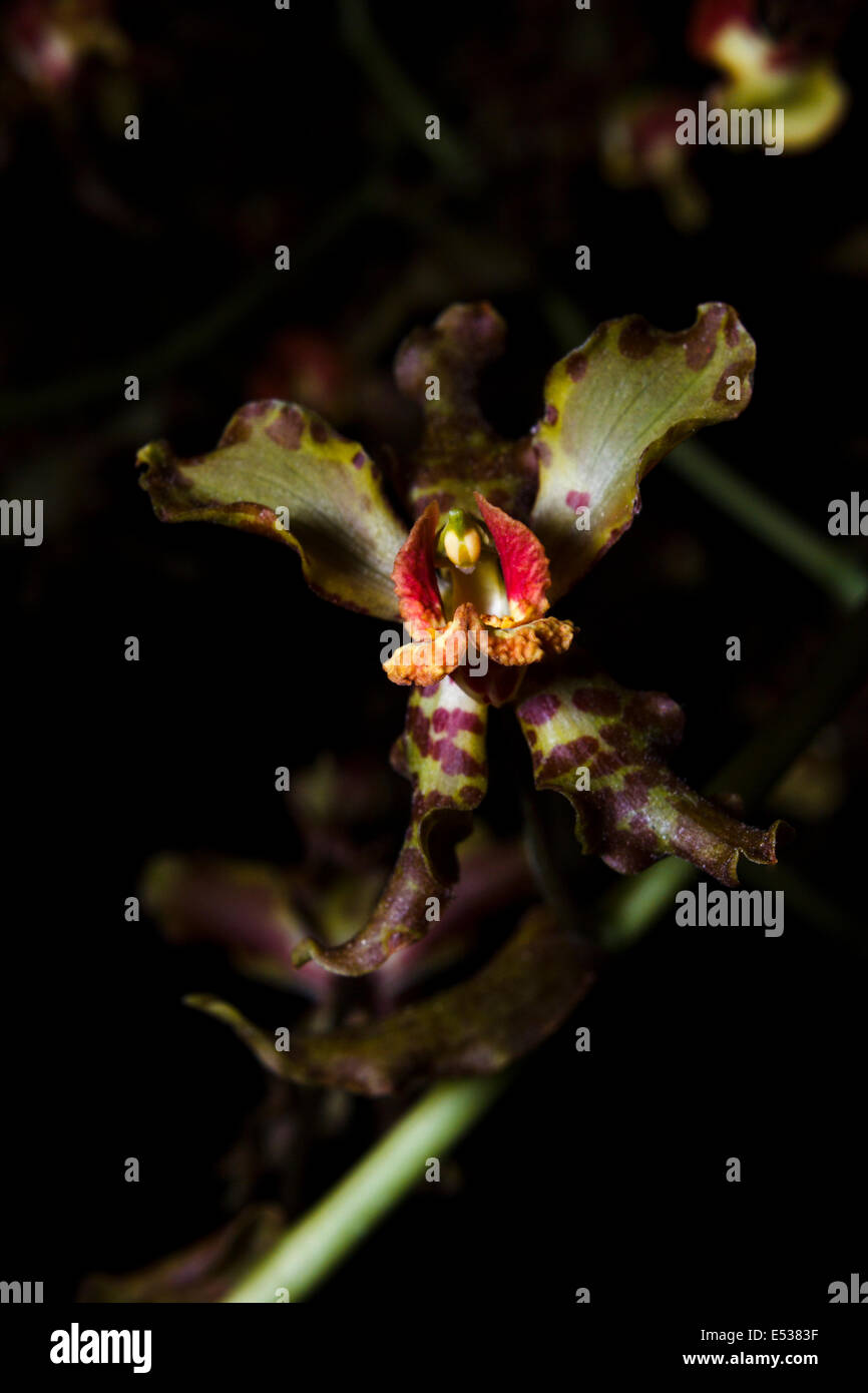 Cyrtopodium orchid fotografías e imágenes de alta resolución - Alamy