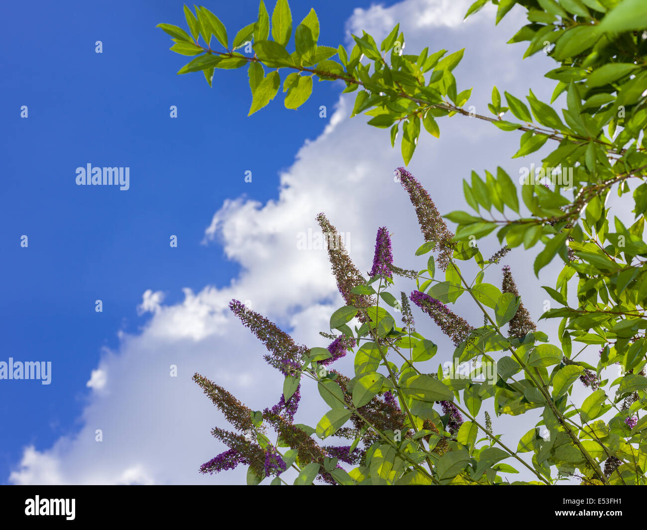 Ambiente de jardín plantas verdes, plantas de floración de flores azul cielo, sol de verano nube fresco fuera símbolo exterior ambiente jardinero bush Foto de stock