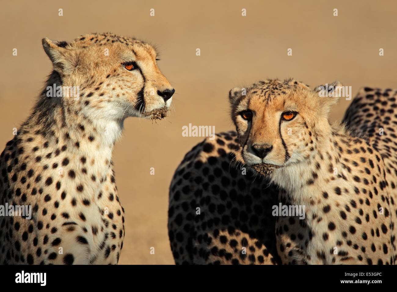 Retrato de dos guepardo (Acinonyx jubatus), el desierto de Kalahari, Sudáfrica Foto de stock