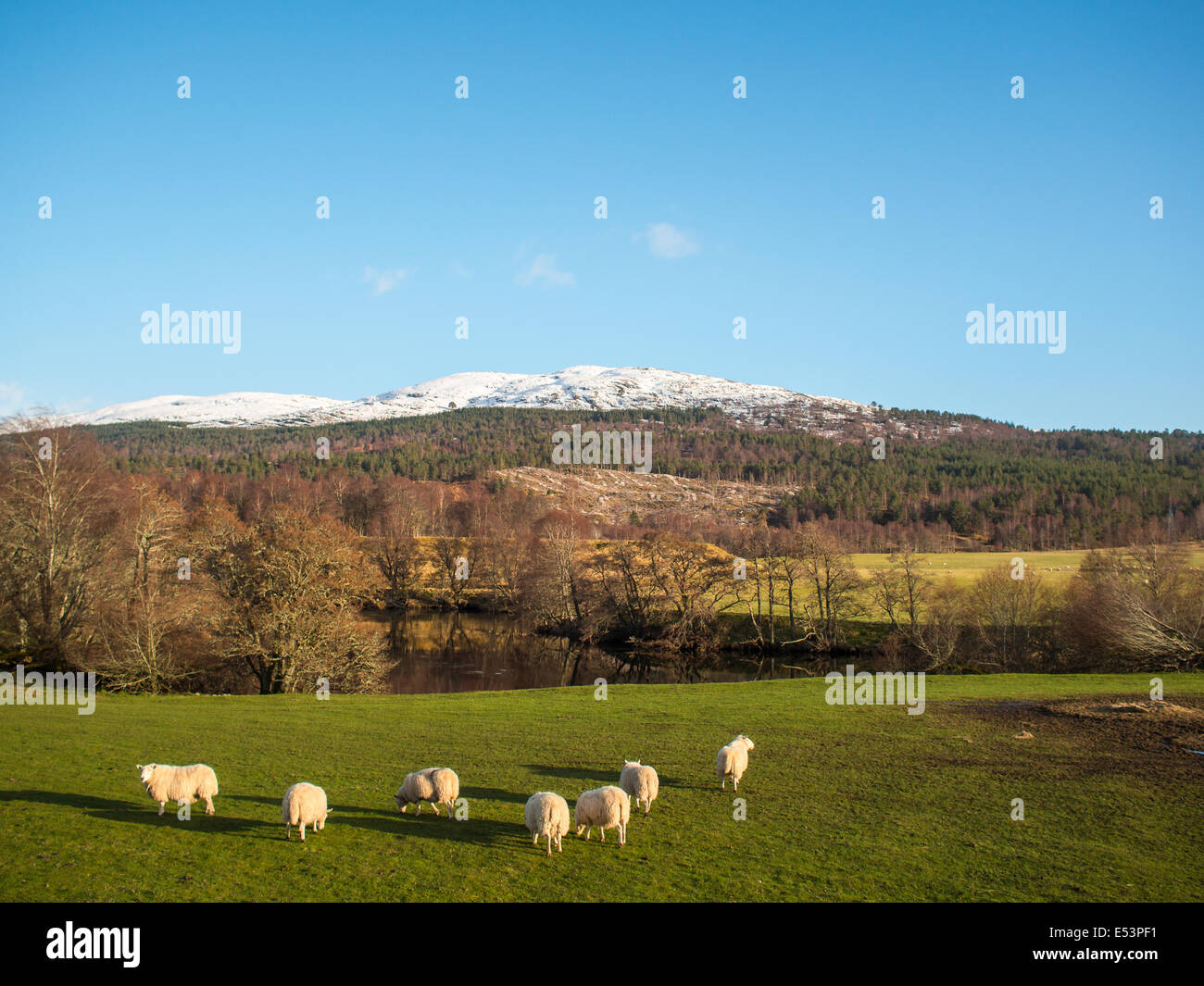 Paisaje escocés con ovejas Foto de stock