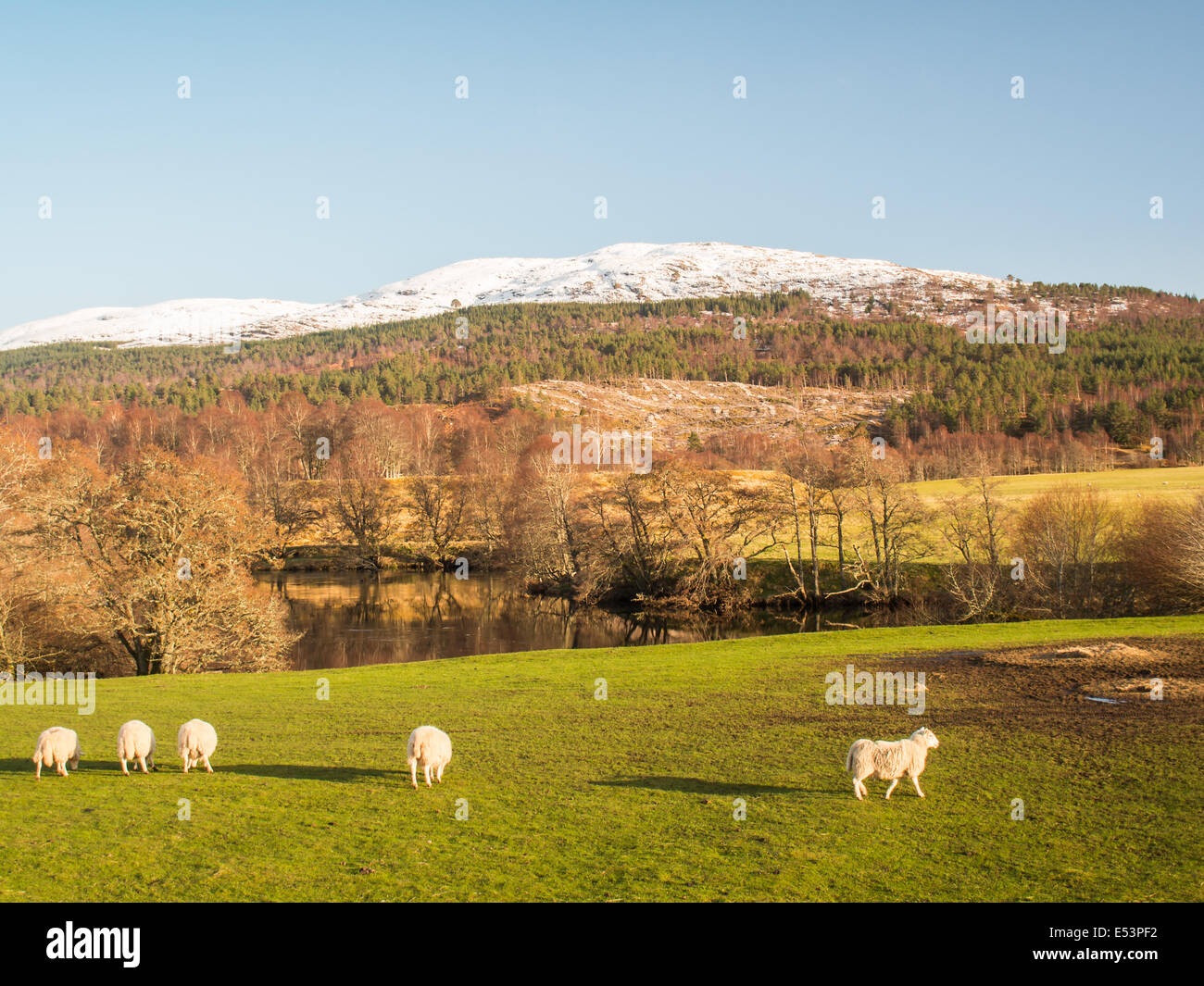 Paisaje escocés con ovejas Foto de stock