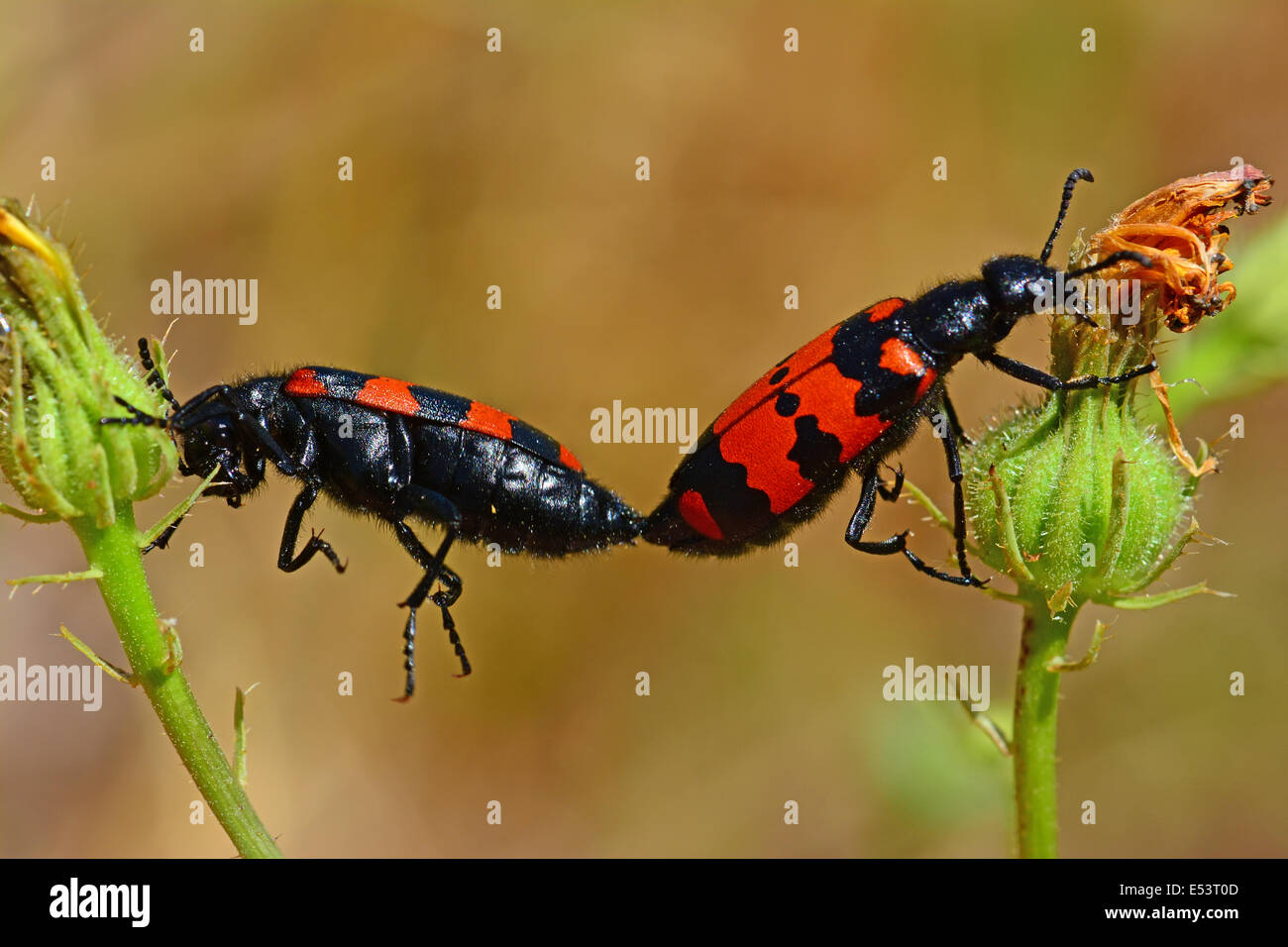 Los escarabajos de apareamiento, el comportamiento animal Foto de stock