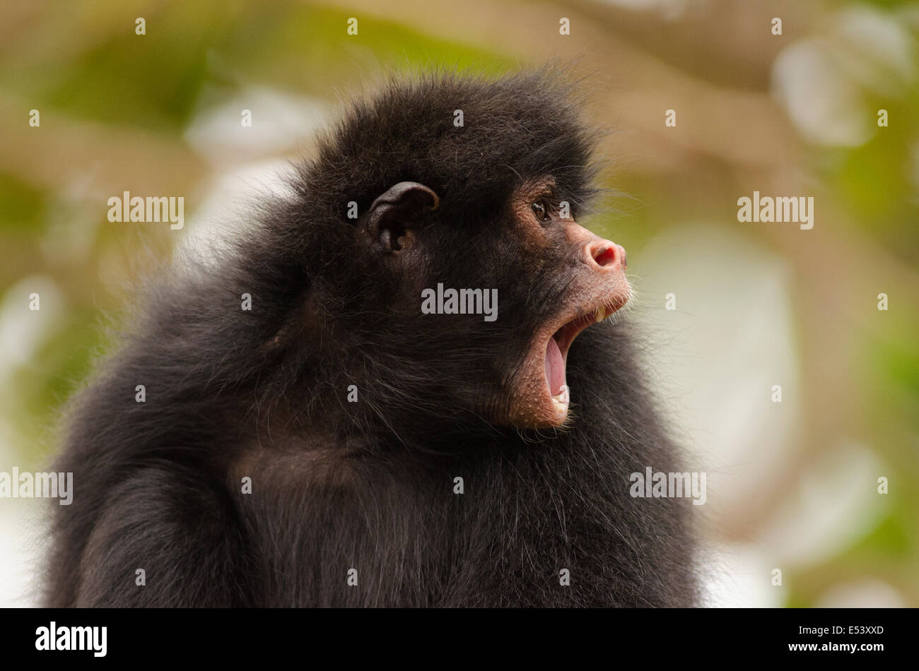 Mono araña negro Ateles chamek Foto de stock