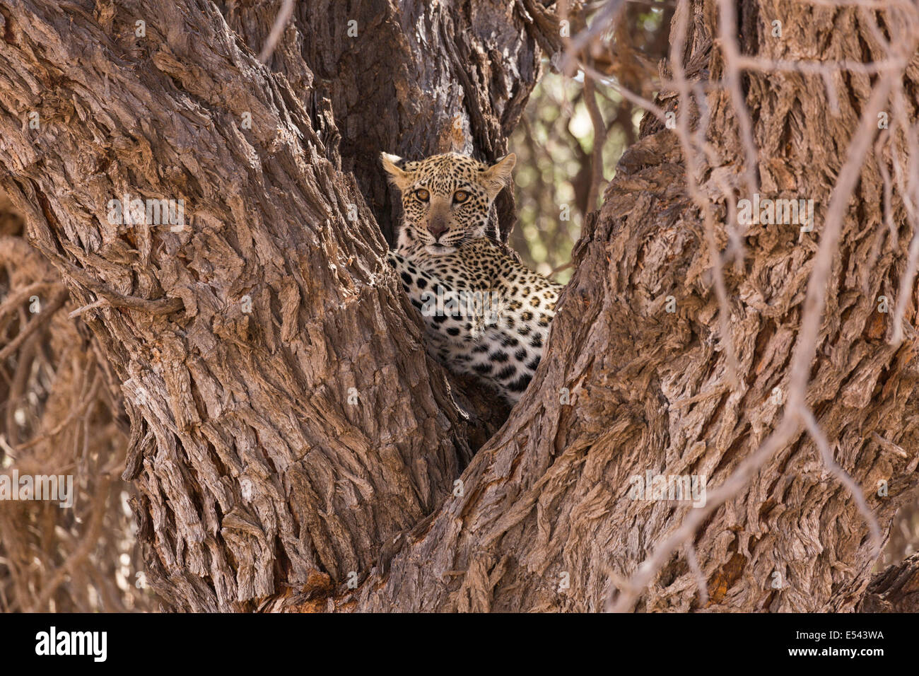 Baby Leopard Kgalagadi Tranfrontier Park South Africa Foto de stock