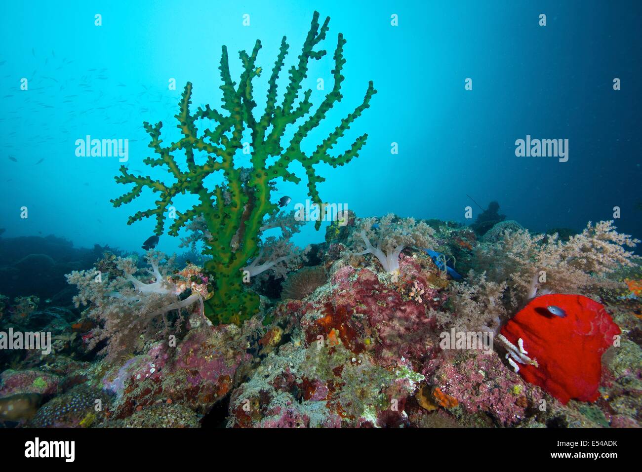 Sol negro Coral en la isla Limasawa Foto de stock