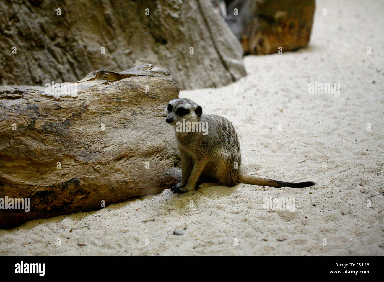 La suricata o es un animal pequeño perteneciente a la familia de la
