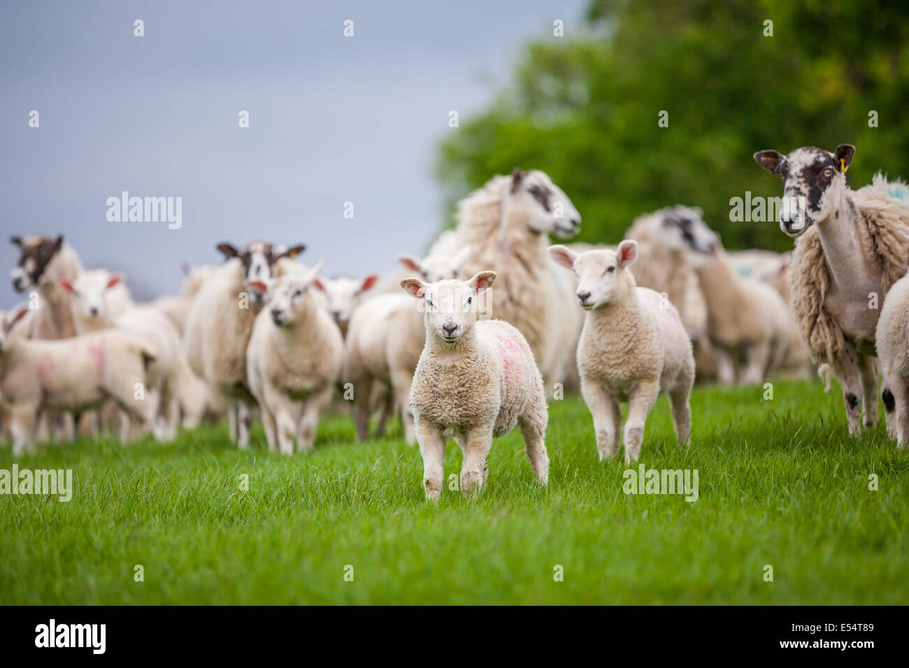 Las ovejas y corderos de un campo Foto de stock