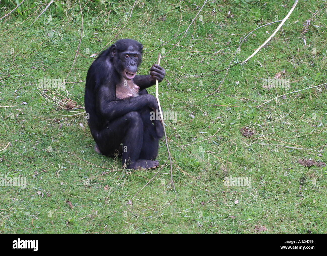El bonobo o chimpancé pigmeo (anteriormente) (Pan paniscus) en un entorno natural Foto de stock