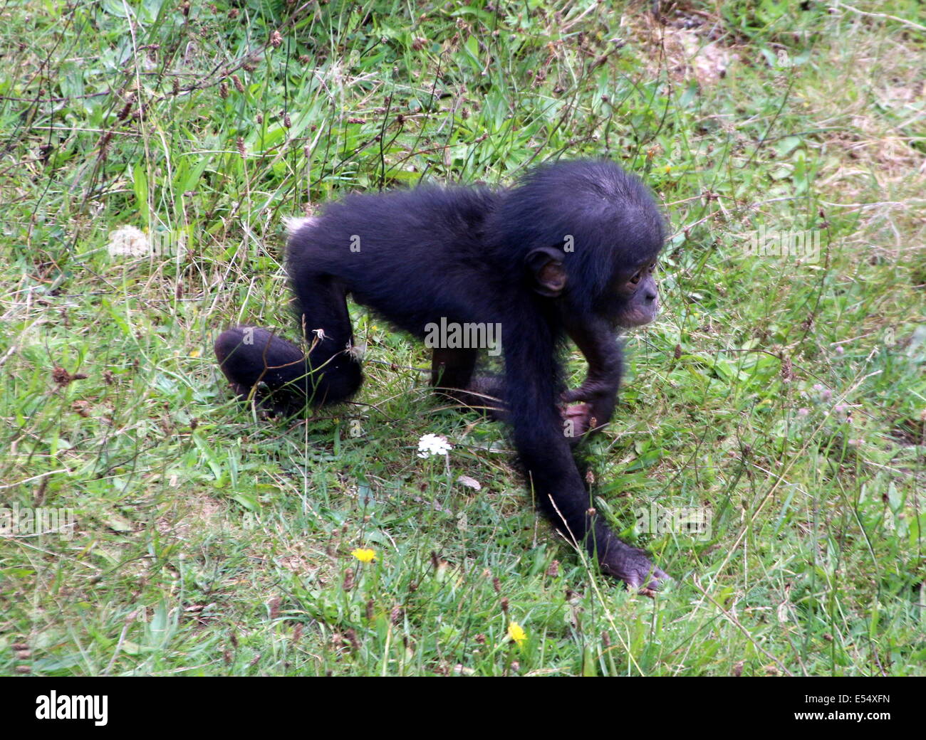 Close-up de un bebé joven (anteriormente) el bonobo o chimpancé pigmeo africano (Pan paniscus). Caminando en un entorno natural Foto de stock