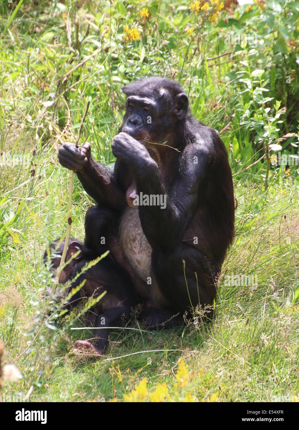 La madre y el niño (anteriormente) el bonobo o chimpancé pigmeo (Pan paniscus) en un entorno natural Foto de stock