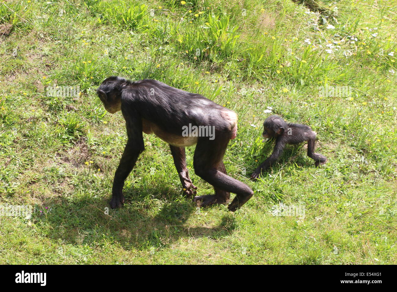 Close-up de una madre y su bebé Africano joven chimpancé bonobo (Pan paniscus) caminando en un entorno natural Foto de stock
