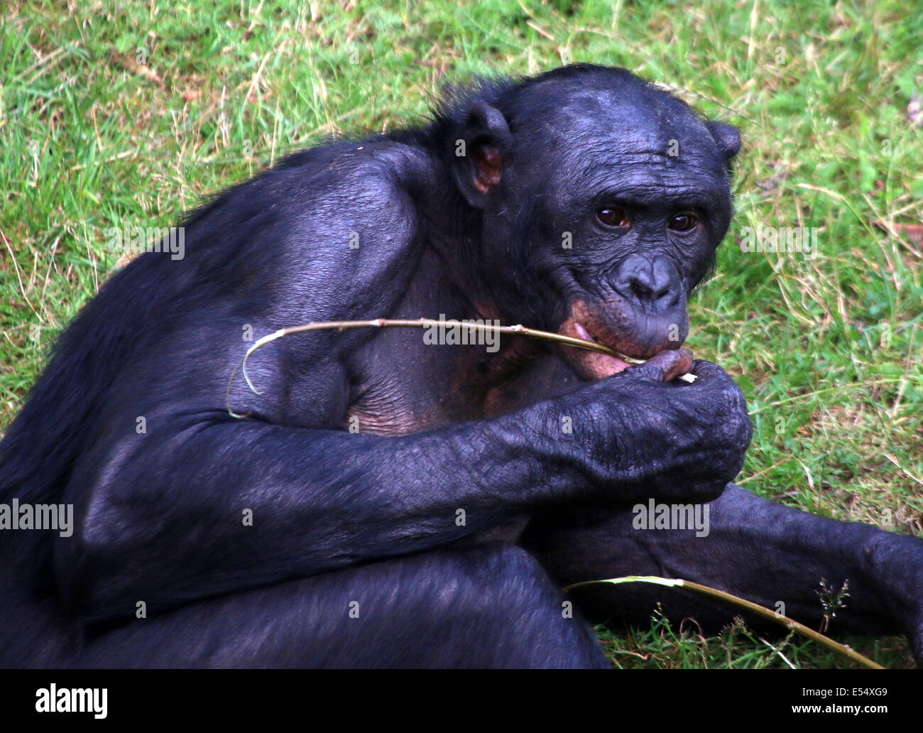 Retrato cercano de un macho maduro (anteriormente) el bonobo o chimpancé pigmeo (Pan paniscus) en un entorno natural Foto de stock