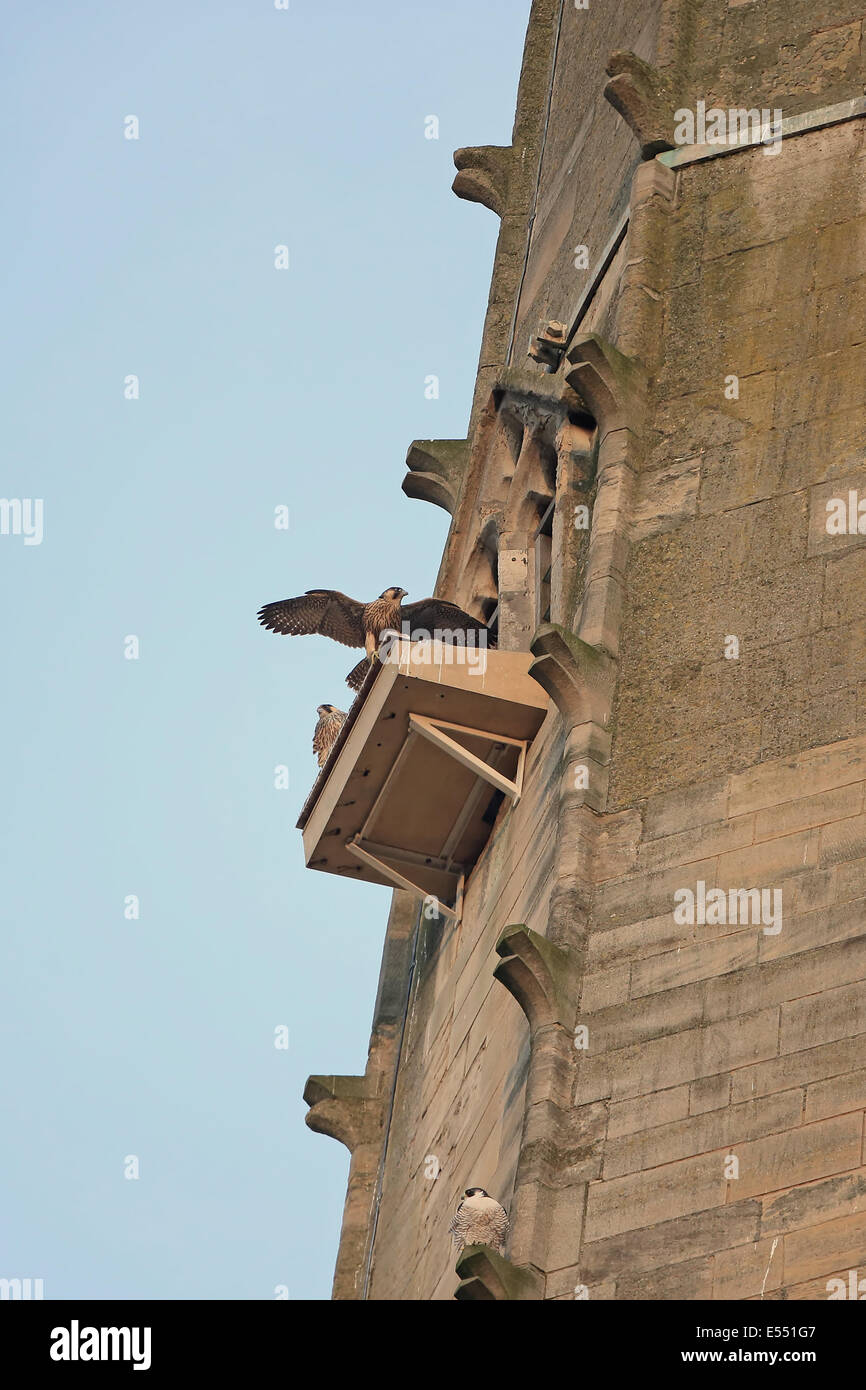 El Halcón peregrino (Falco peregrinus) de adultos y menores, encaramado sobre la anidación de plataforma en catedral nestsite, catedral de Norwich, Norwich, Norfolk, Inglaterra, junio Foto de stock