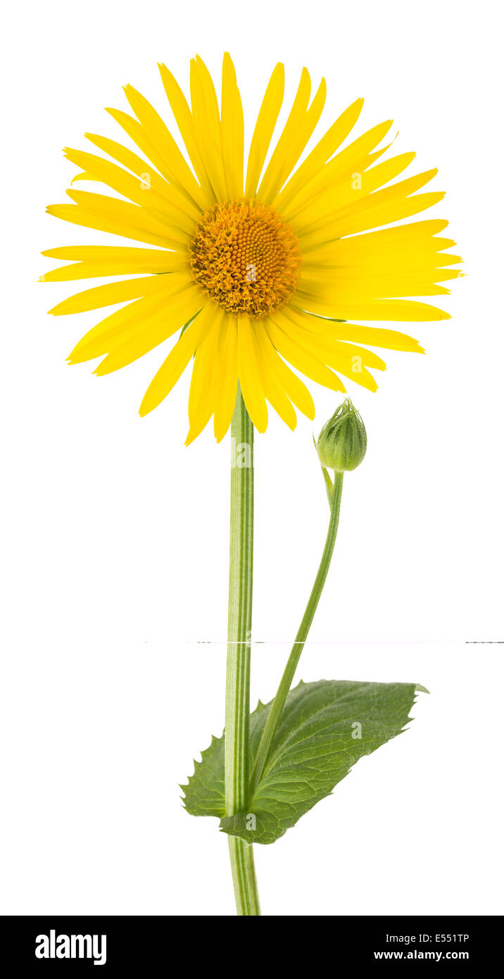 Flor de margarita amarilla fotografías e imágenes de alta resolución - Alamy