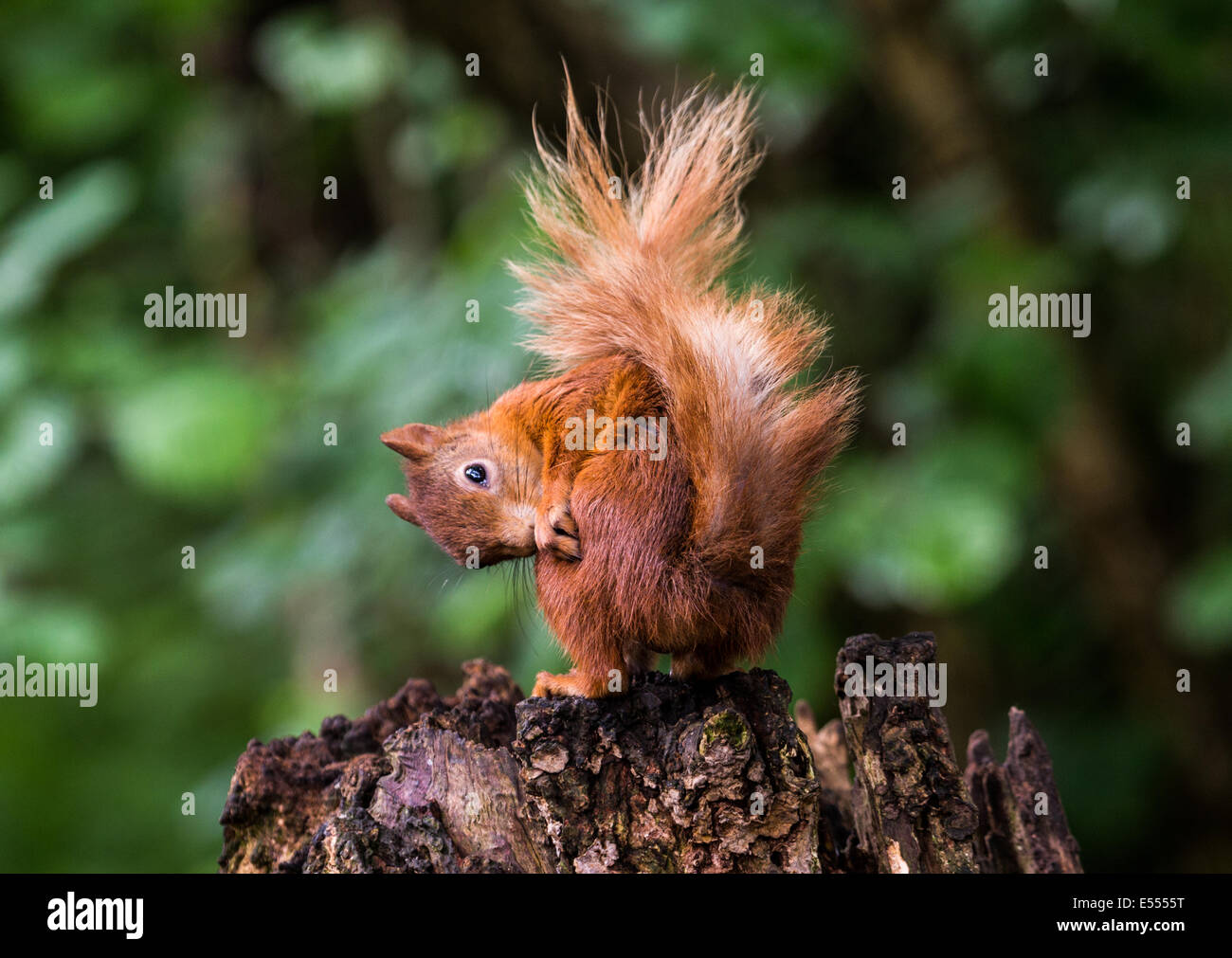 La ardilla roja, Sciurus vulgaris, Foto de stock