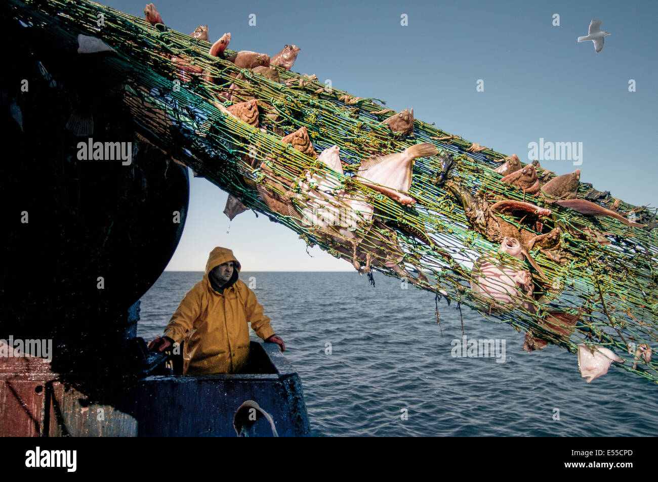 Acarreo de pescador vuelta dragger net sobre la pesca de arrastre. Bancos Stellwagen, Nueva Inglaterra, los Estados Unidos, el norte del Océano Atlántico. Foto de stock