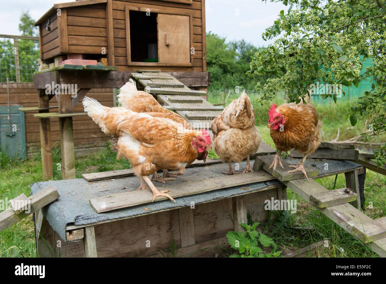 Casa de gallina con pollos Foto de stock