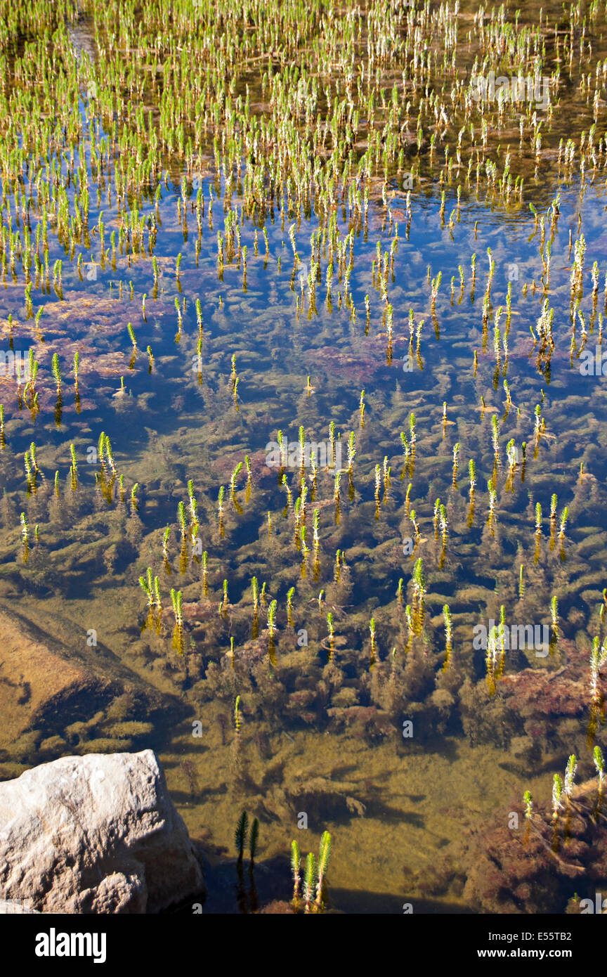 Mammoth Lakes, California. Ee.Uu. Foto de stock