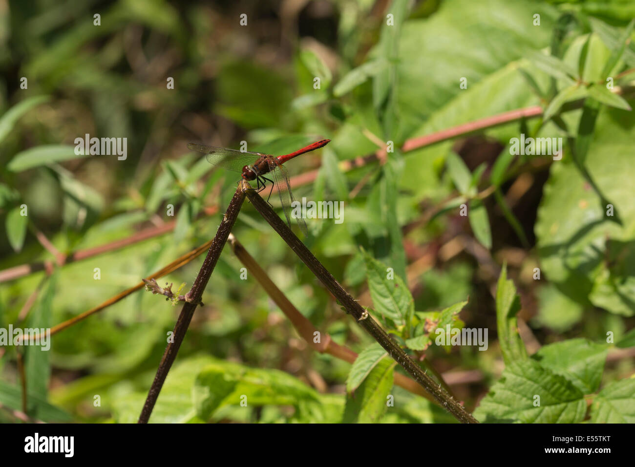 Una imagen de Ruddy Darter dragonfly Sympetrum Sanguineum, descansando sobre el tallo de una flor en Fairburn Ings Reserva Natural. Foto de stock