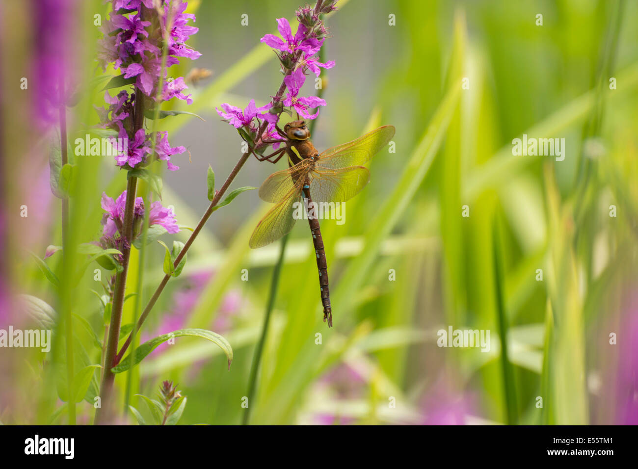 Un marrón Hawker dragonfly, Aeshna grandis, descansando sobre el tallo de una flor en el RSPB Fairburn Ings reserva natural. Foto de stock