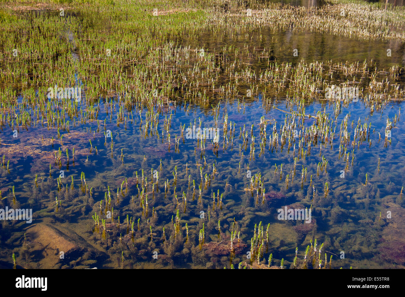 Mammoth Lakes, California. Ee.Uu. Foto de stock