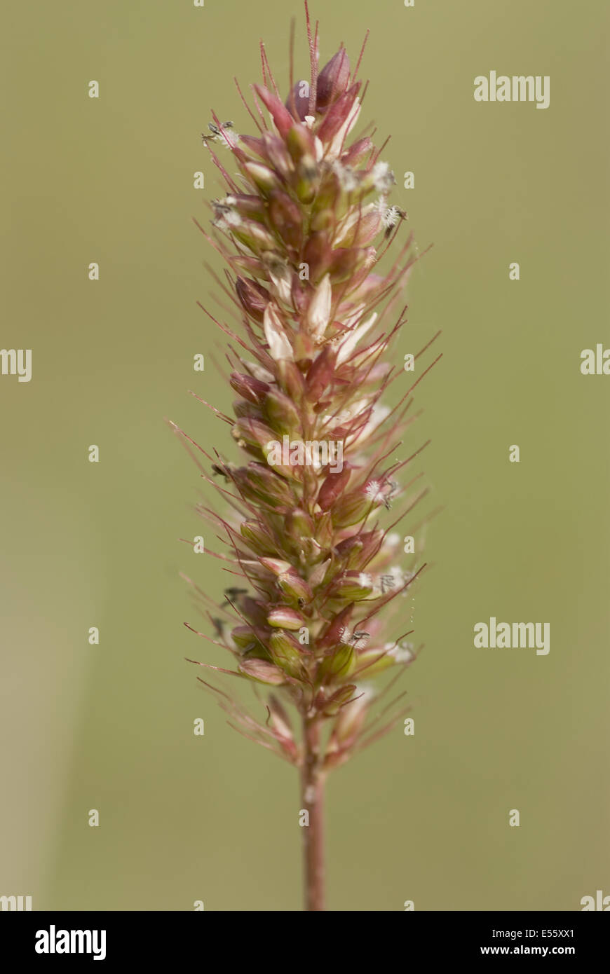 Amarillo, foxtail setaria pumila Foto de stock