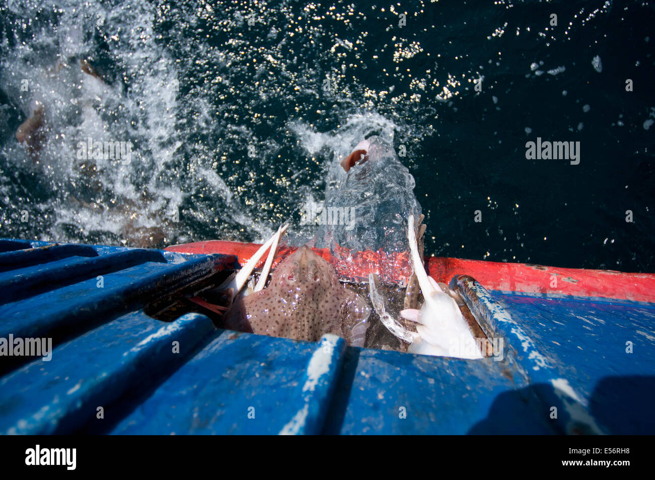 Captura incidental incluyendo LEUCORAJA ERINACEA Rayas (poco) regresar al océano desde la pesca dragger. Bancos Stellwagen, Nueva Inglaterra Foto de stock