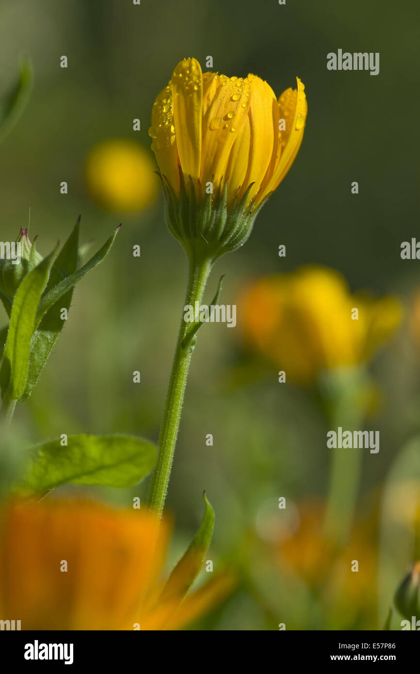 Comunes de caléndula, calendula officinalis Foto de stock