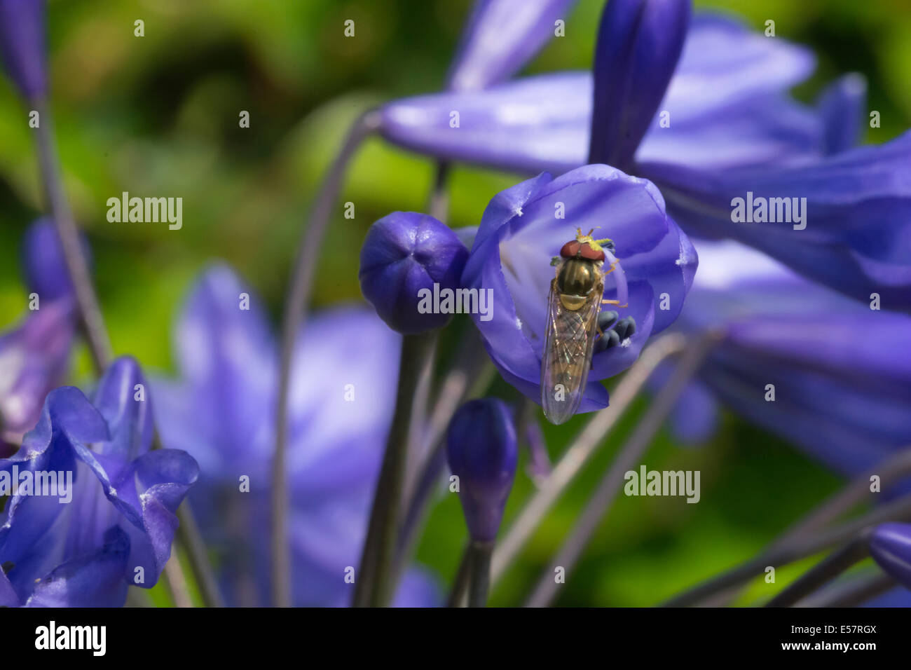 Hoverfly, Syrphus Ribesii, alimentándose de una flor azul con fondo verde y azul Foto de stock