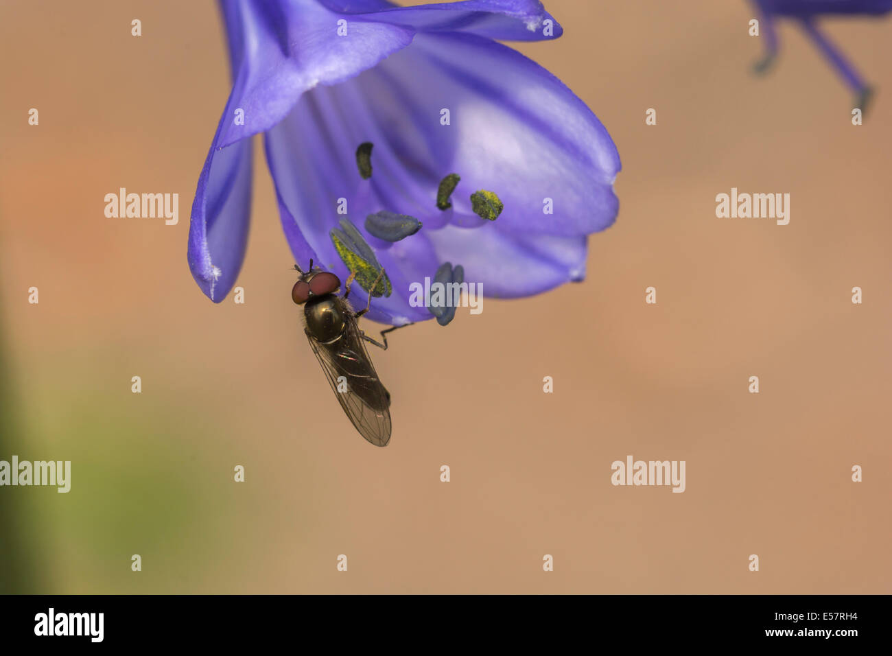 Hoverfly, Scaeva Pyrastri, sobre una flor azul con fondo de color beige. Foto de stock